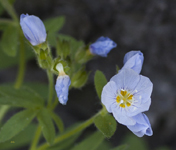 Pale Blue with Yellow 